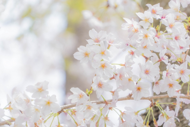 卒業式・入学式に着物ってあり？訪問着マナー＆ママにおすすめの着こなしポイント