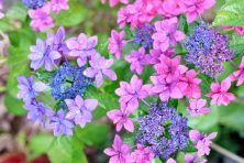 6月は浴衣で紫陽花祭りへ！全国のおすすめスポットと紫陽花柄浴衣の魅力