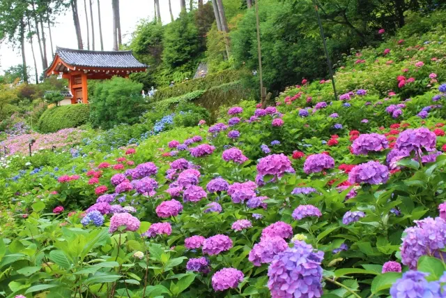 三室戸寺の紫陽花