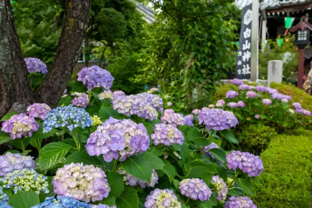 白山神社の紫陽花