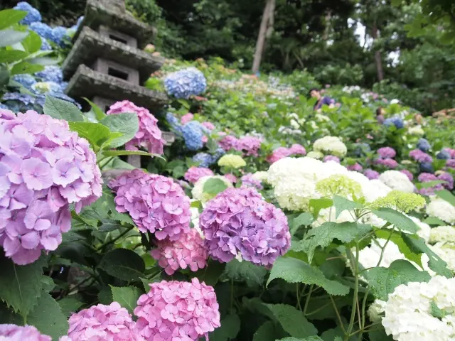 長谷寺のあじさい路