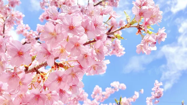 桜の写真