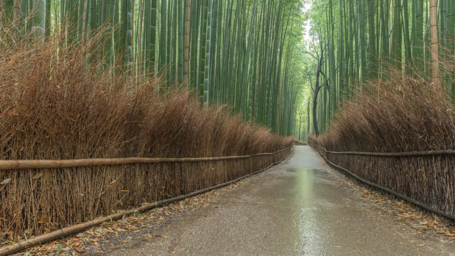竹林の小径