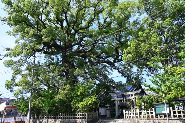 新熊野神社