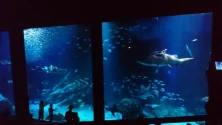 夏夜のナイトミュージアム＆水族館に映える「大人シック」な浴衣コーデ6選