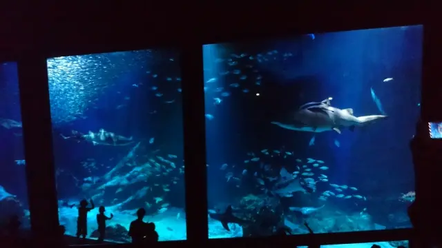 夜の水族館