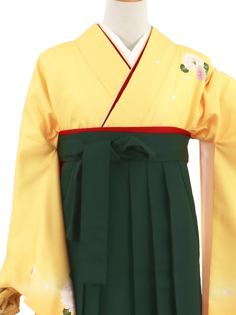 黄色地に菊・深緑袴（無地）（二尺袖）／卒業式（オリジナルデザイン）